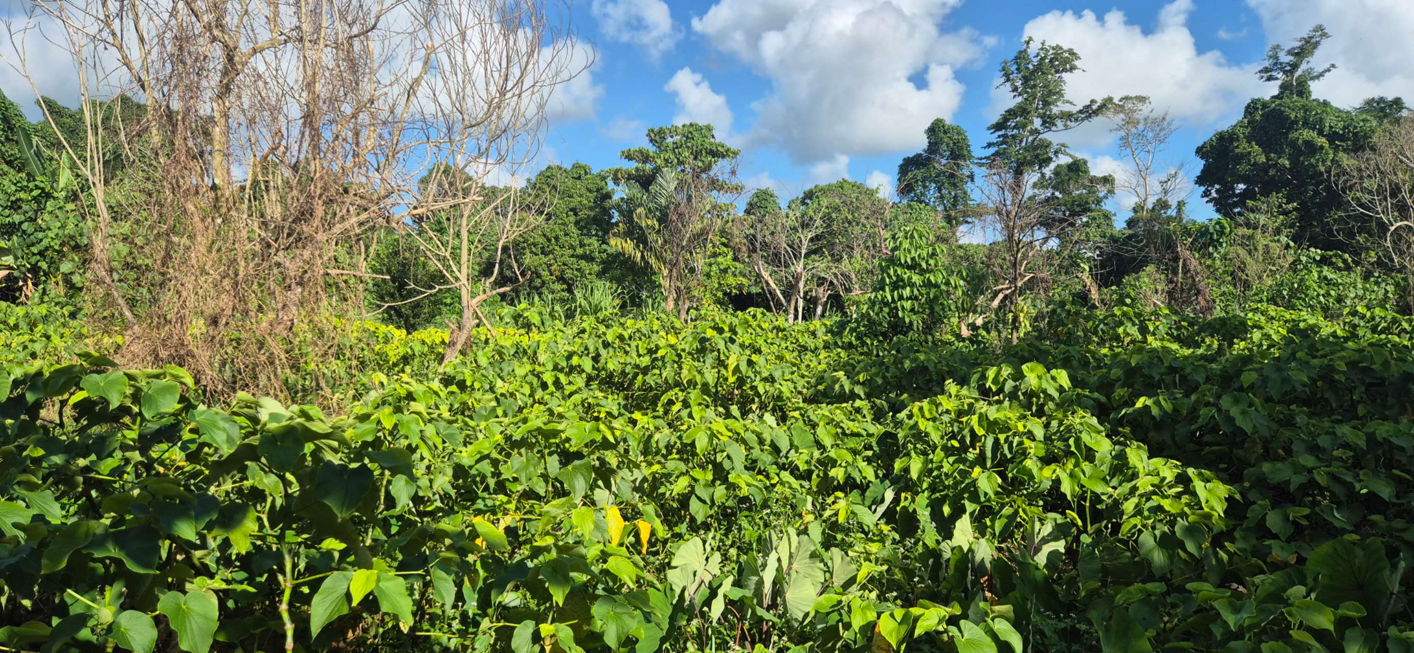 Ashwagandha: The Scientific Leap from Traditional Herb to Modern Health Industry