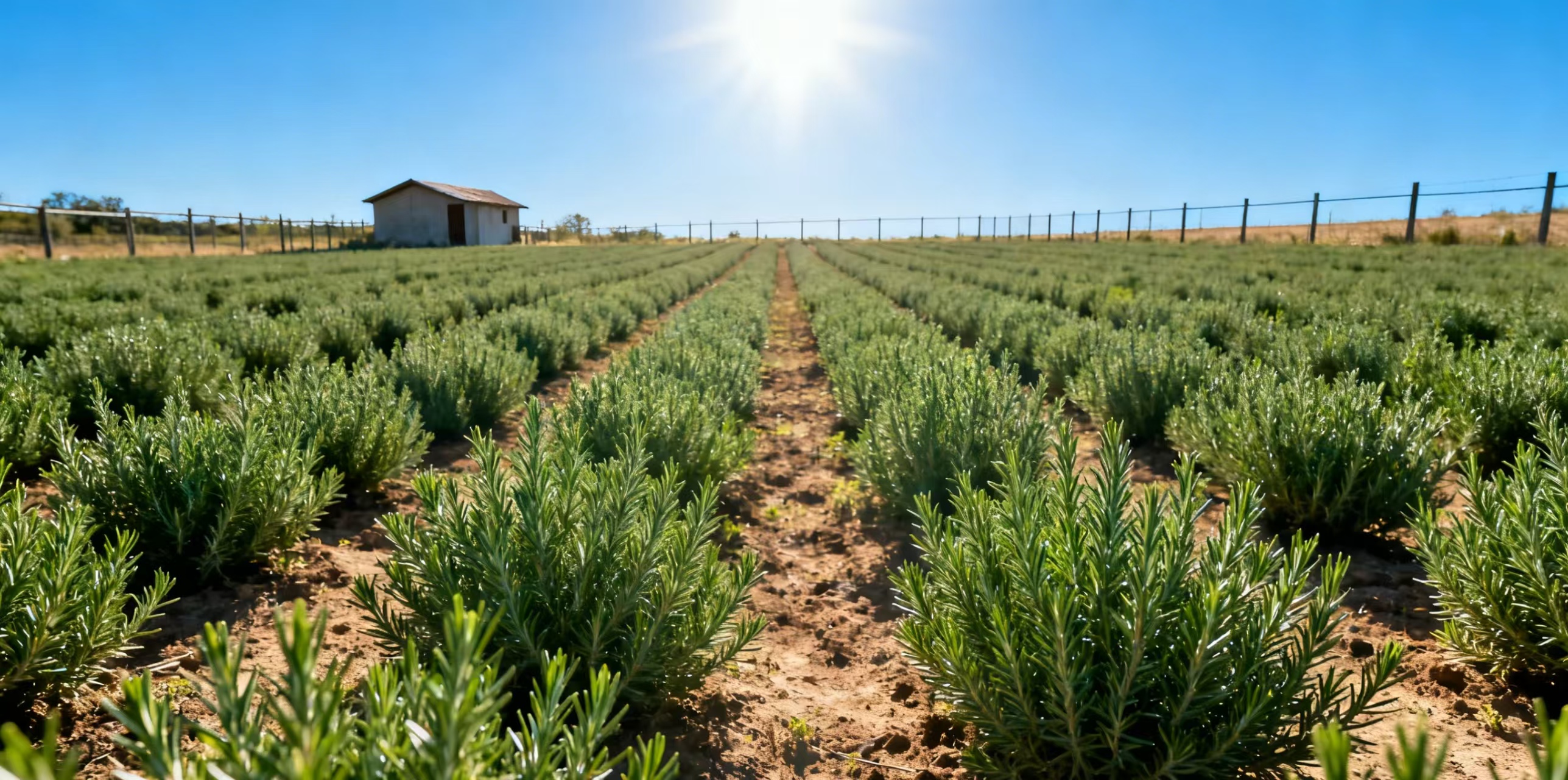 Rosemary Extract (2).jpg