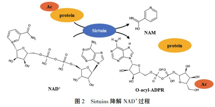 product-description2