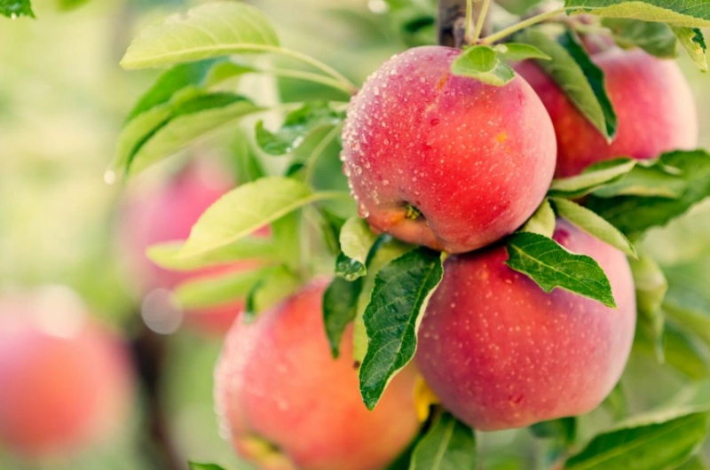 Waarvoor wordt appelazijnpoeder gebruikt?