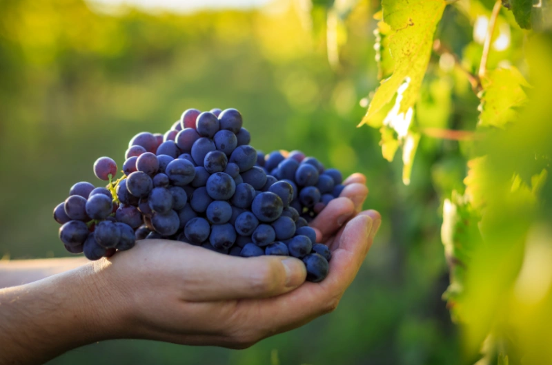 What Does Grape Seed Extract Do?