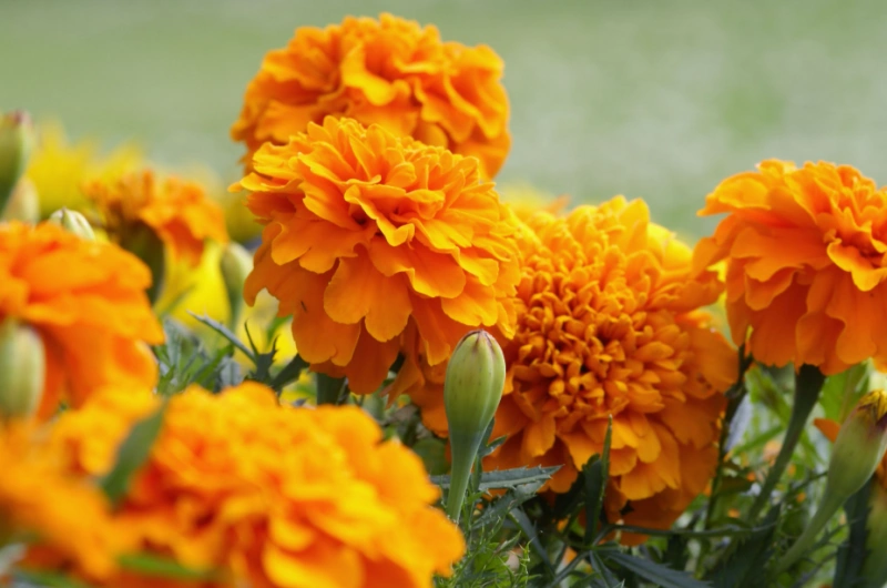 What Is Lutein Good For?