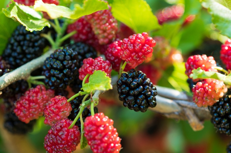 What Are The Health Benefits Of Mulberry Powder?