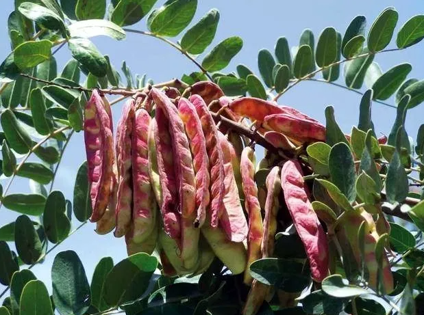 screenshot-2025-09-28-154921