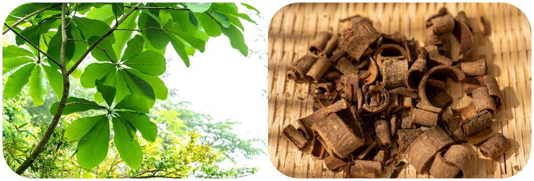 magnolia-officinalis