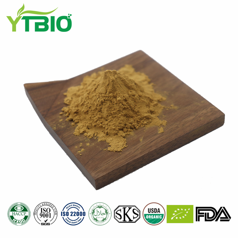 Cassia Seed Extract Powder | Plant Extract Supplier & Manufacturer