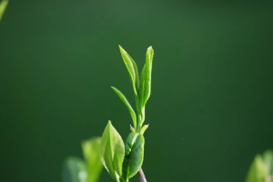 绿茶-1