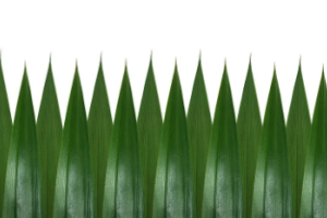 pandan-leaf-extract