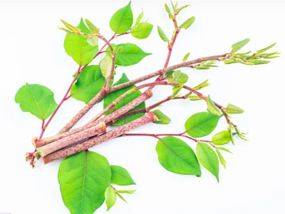 2026 How to Choose Resveratrol Powder for Global Buyers?