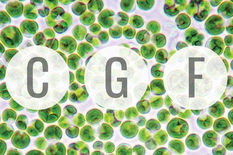 what is chlorella growth factor?