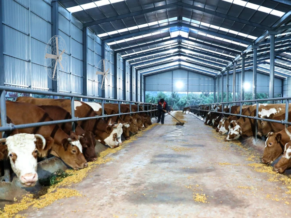 Dairy Barns