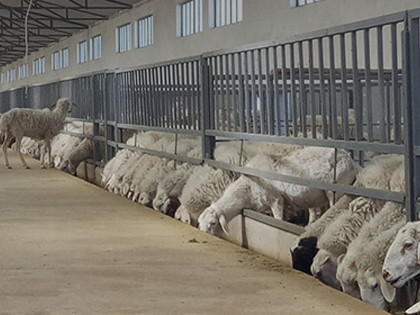 Sheep and Goat Shelters