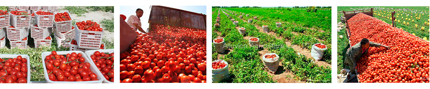 Manufacture-best-tomato-paste-brands-canned-tomato-paste-28-30%-brix-tomato-paste-2200g01_02rbb