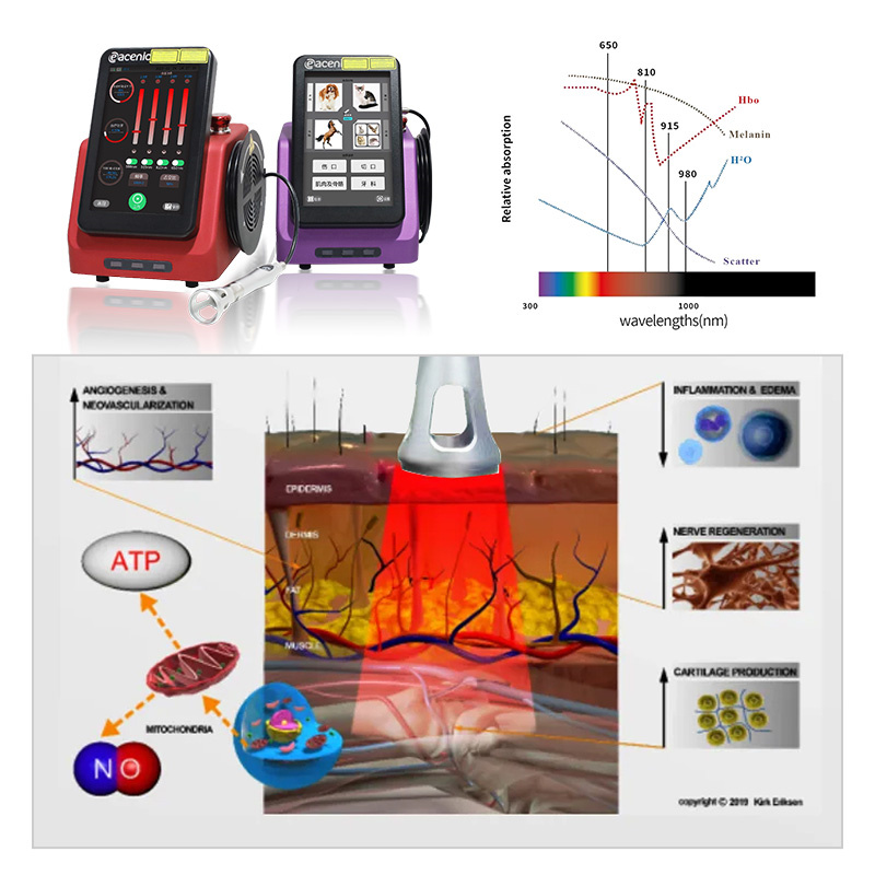 ECI-L430&230 Veterinary Laser Therapeutic Apparatus-detail-2