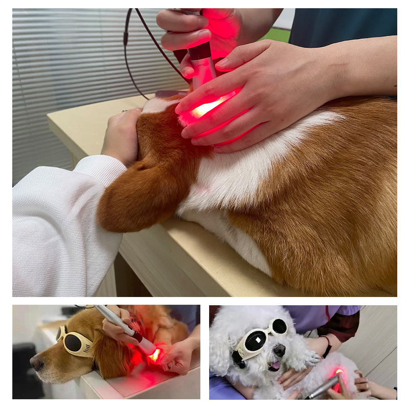 ECI-L430&230 Veterinary Laser Therapeutic Apparatus-detail-5 application