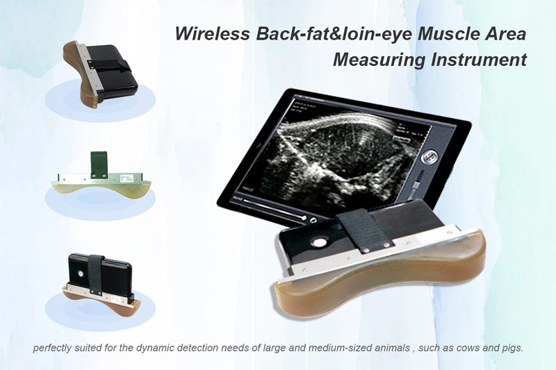 Wireless back-fat and loin-eye muscle area of the animal, visualization of the measurements
