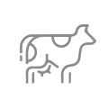 Bovine