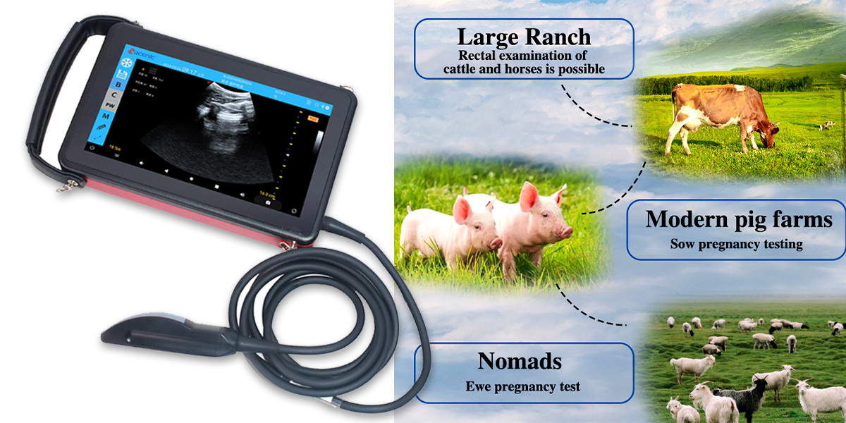 Veterinary ultrasound - the precise eye of cattle, sheep and pig breeding