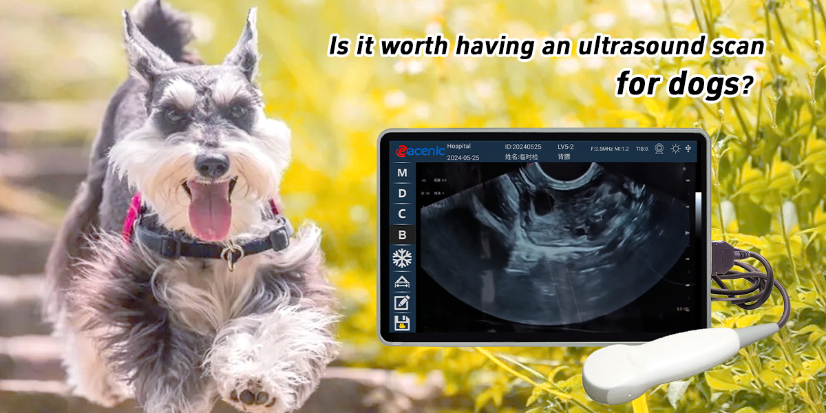 scanadh ultrafhuaime le haghaidh madra.jpg