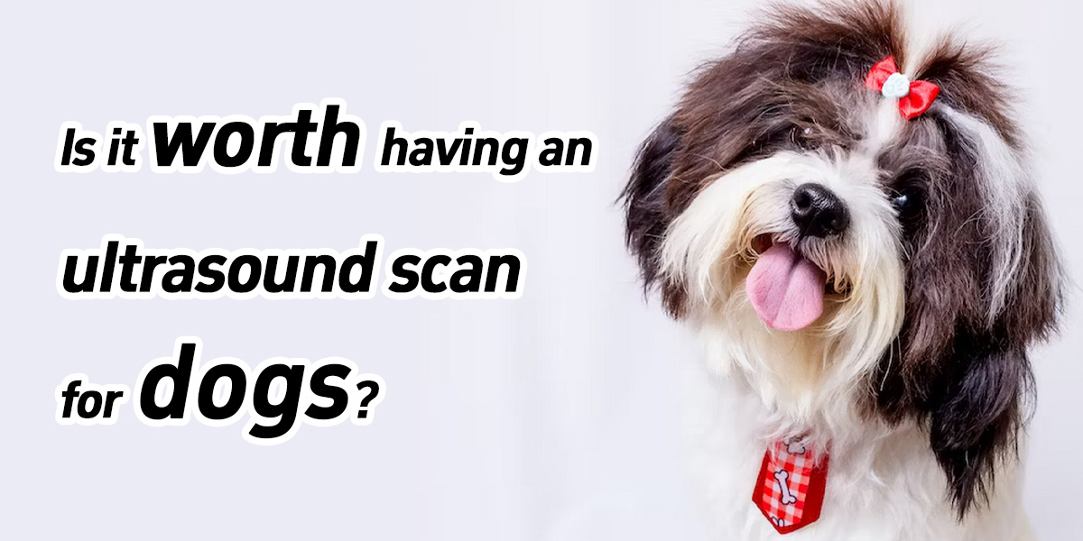 Is it worth having an ultrasound scan for dogs？