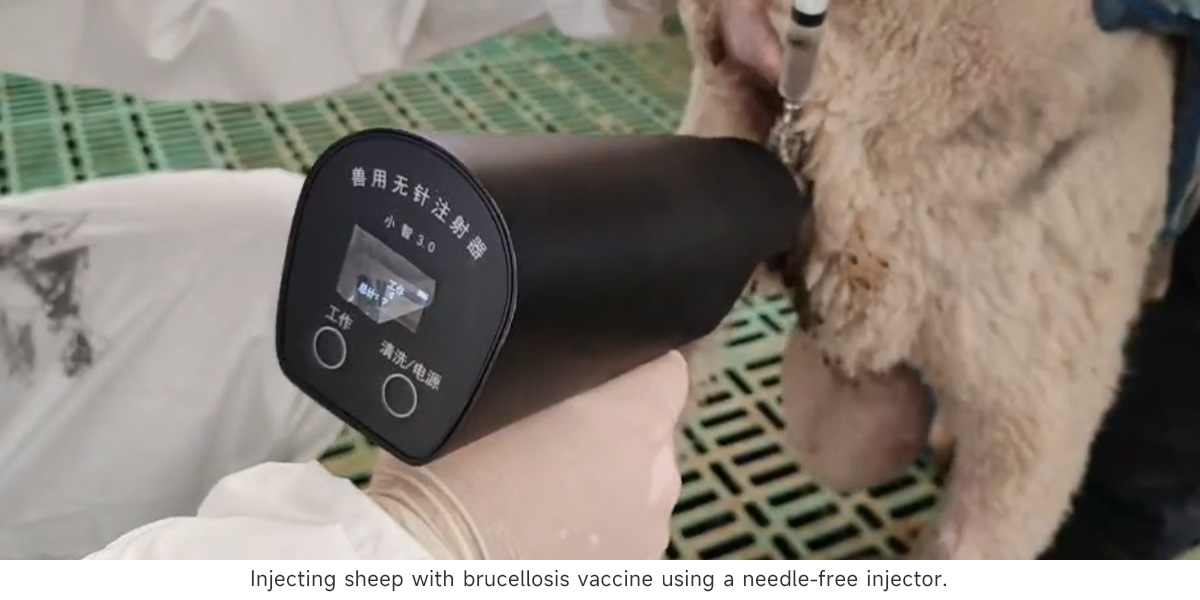 Injecting sheep with brucellosis vaccine using a needle-free injector.jpg