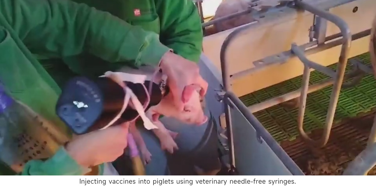 Injecting vaccines into piglets using veterinary needle-free syringes.jpg