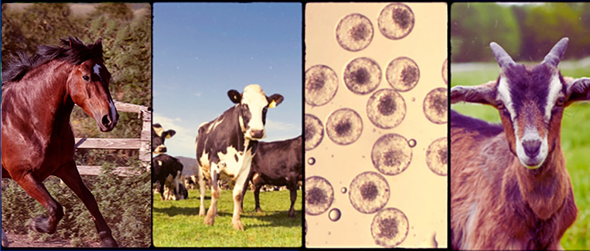 கருமுட்டை எடுப்பதற்கான அல்ட்ராசவுண்ட் கிட்.jpg