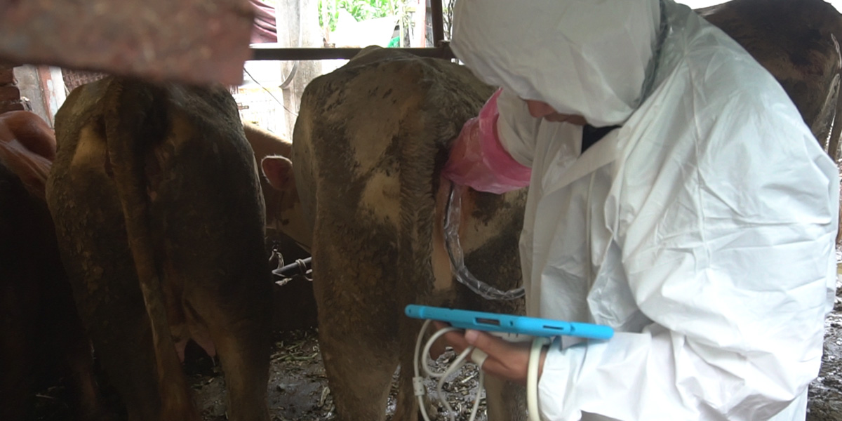 Bovine ultrasound machine.jpg