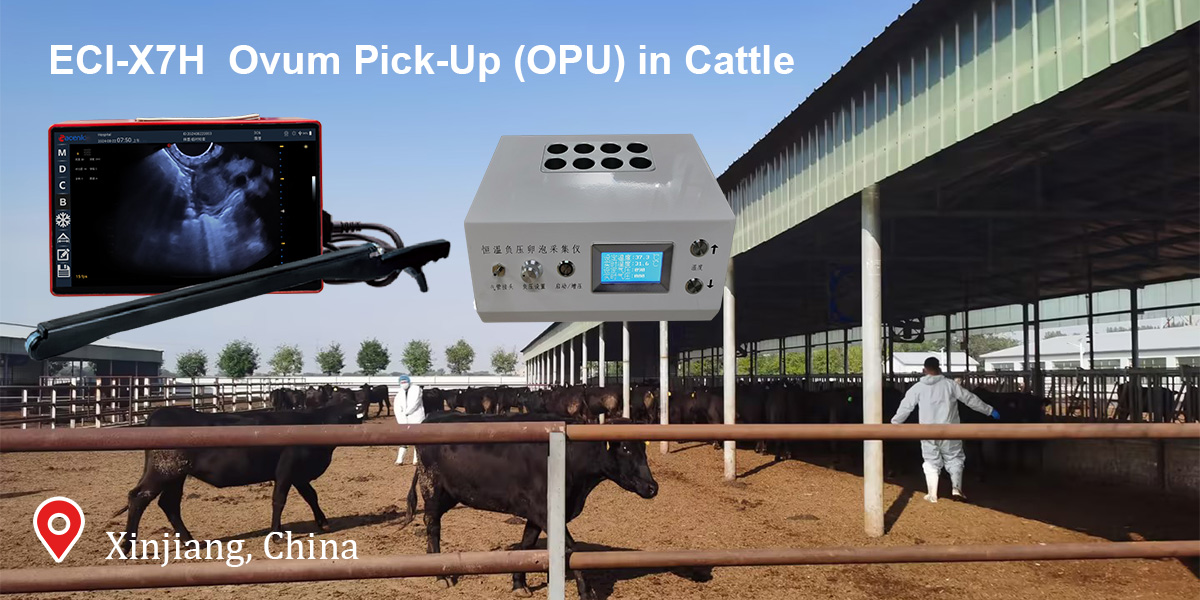 Ang Gidak-on sa Produksyon sa Embryo sa Baka Milapas Pag-ayo sa In Vivo Embryos, Milapas sa 2 Milyon nga Yunit ug Pito ka Pilo nga Kalainan