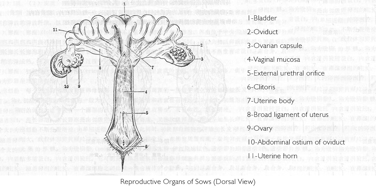 Reproductive Organs of Sows (Dorsal View).jpg