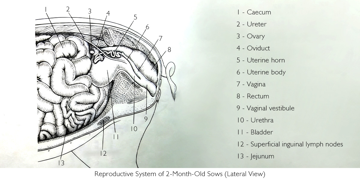 Reproductive System of Two-Month-Old Sows (Lateral View).jpg