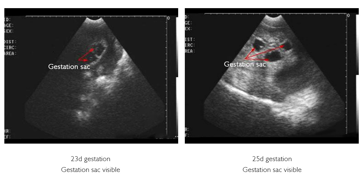 Image of Veterinary Ultrasound Machine.jpg