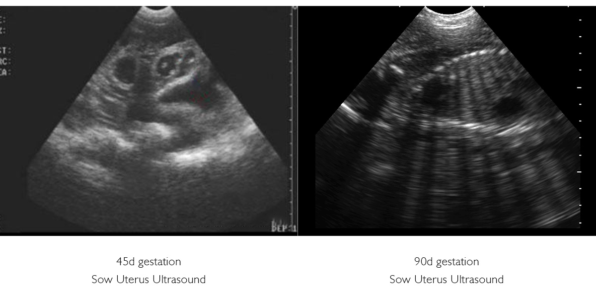 Image of Veterinary Ultrasound Machin.jpg