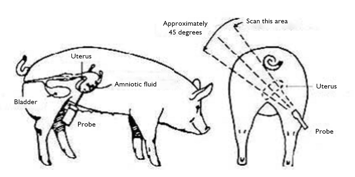 B-ultrasound Sow Pregnancy Detection.jpg