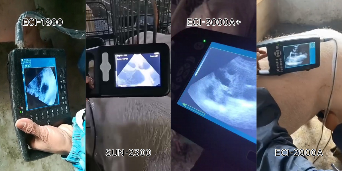 What role does veterinary ultrasound play in sow reproduction?
