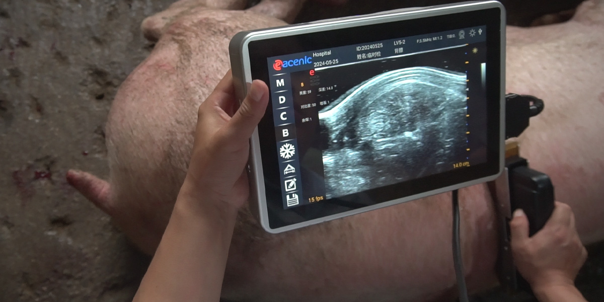  Why Sows Fail to Come into Estrus?