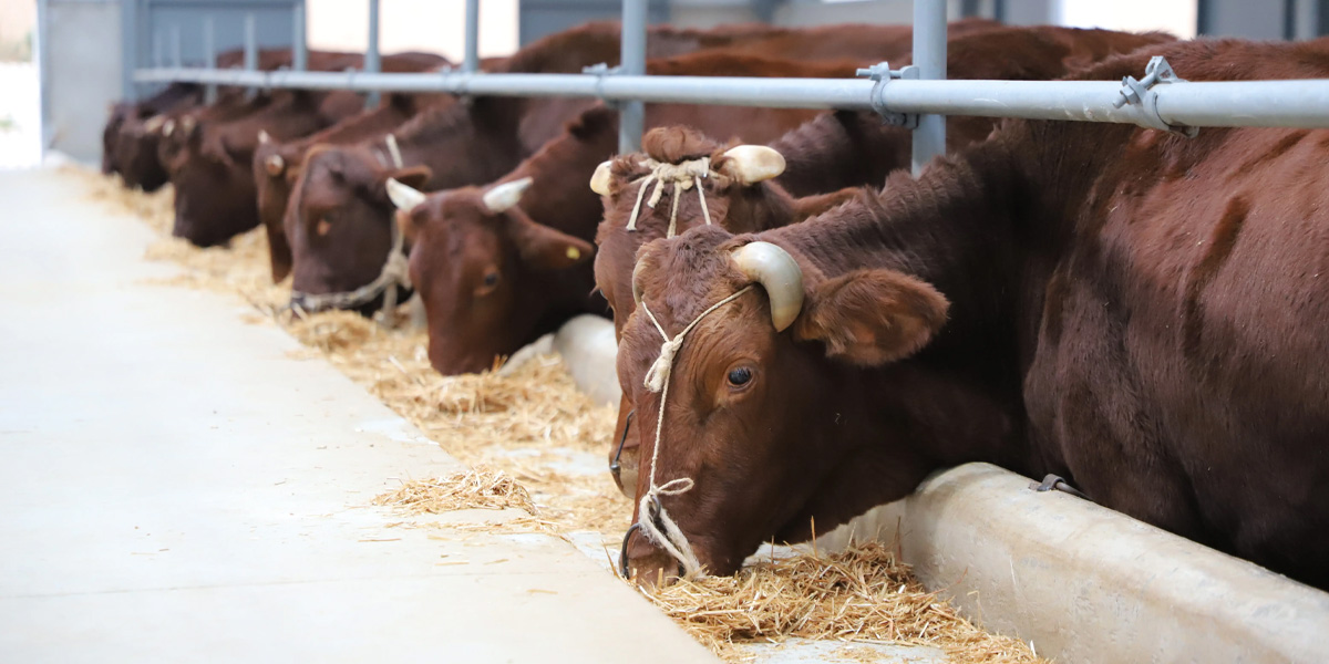 How to select the veterinary ultrasound for cattle？