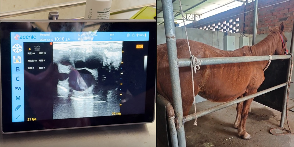 The Eacenic Group did pregnancy tests at the horse farm.