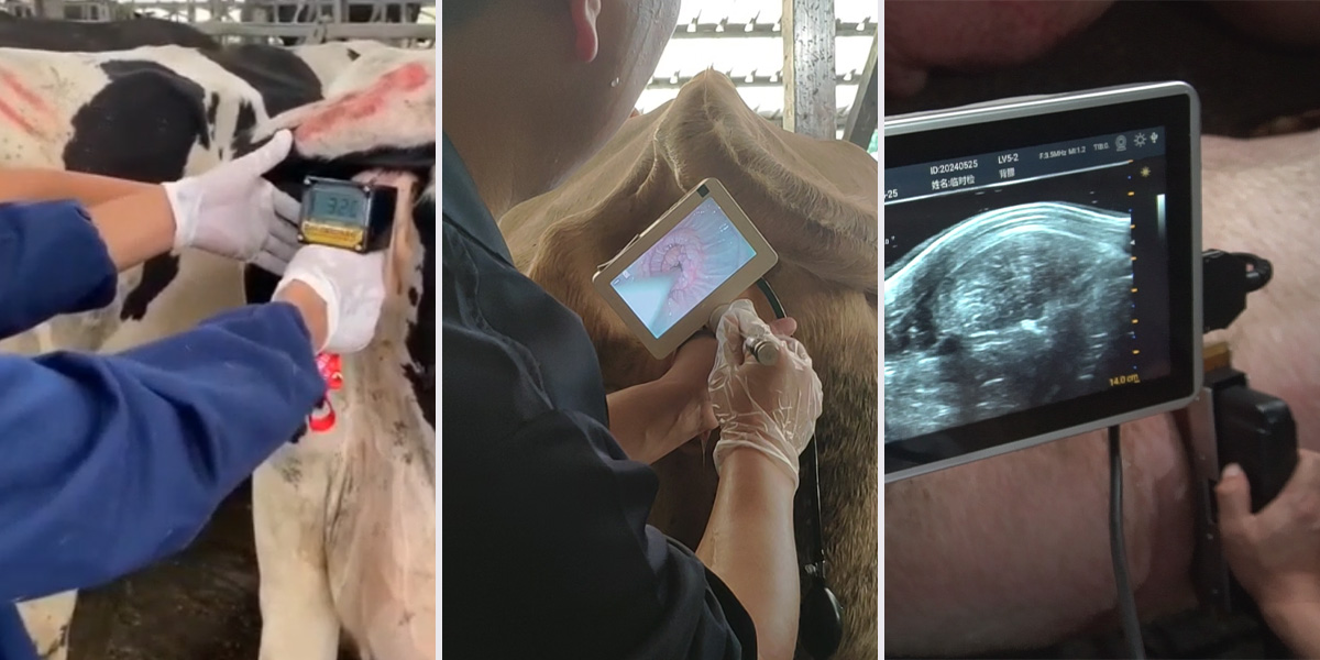 Meaisín Tréidliachta Ultrafhuaime-1.jpg