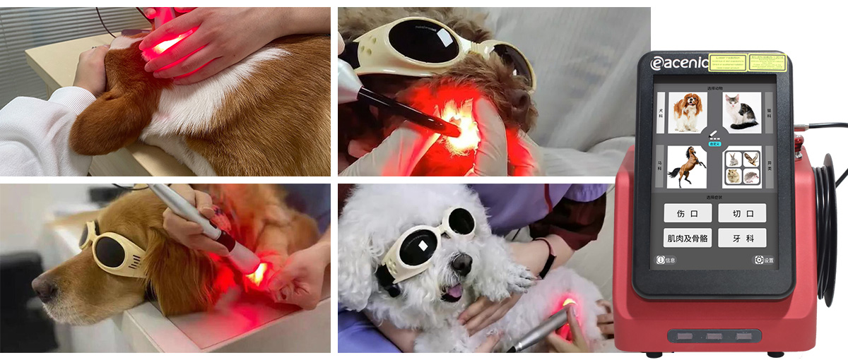 Veterinary Laser Therapeutic Apparatus—How to Anti-inflammatory by Laser Therapy