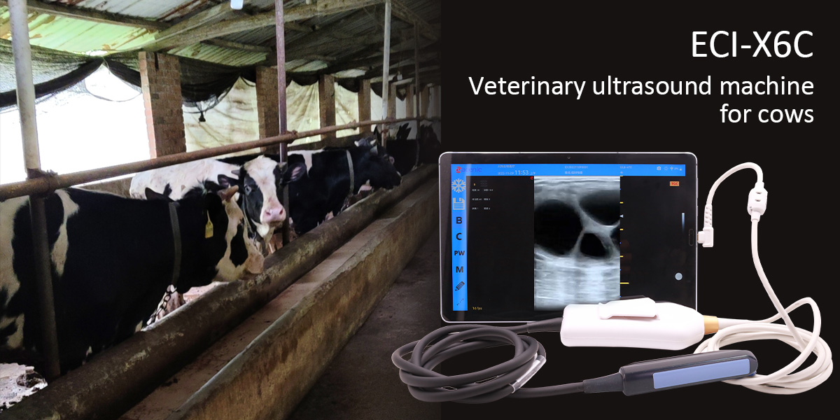 ECI Group Visits the Front Lines of Livestock Farming to Conduct Pregnancy Testing on Cows