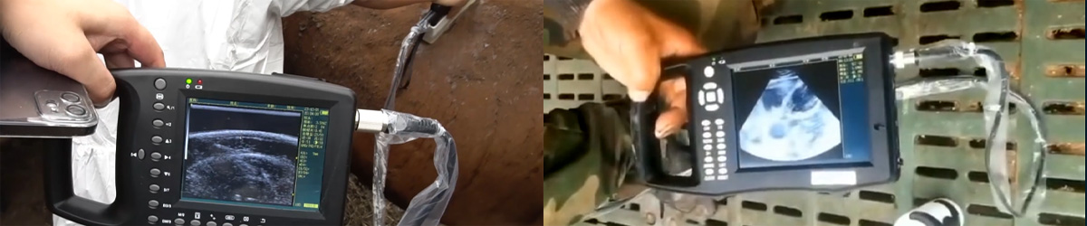 Ecografía veterinaria en modo B - Función.jpg