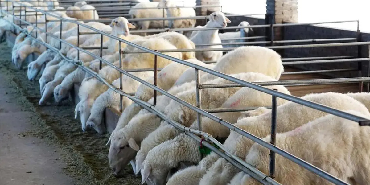 ECI‑X6S  Color‑Doppler Ultrasound to Pig and Sheep Farms.jpg