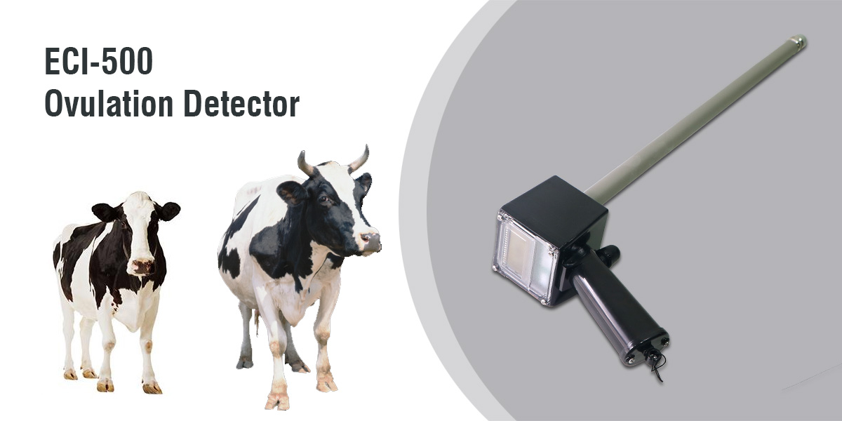 How to Improve Cow Reproductive Efficiency: A Field Note on the ECI-500 Ovulation Detector