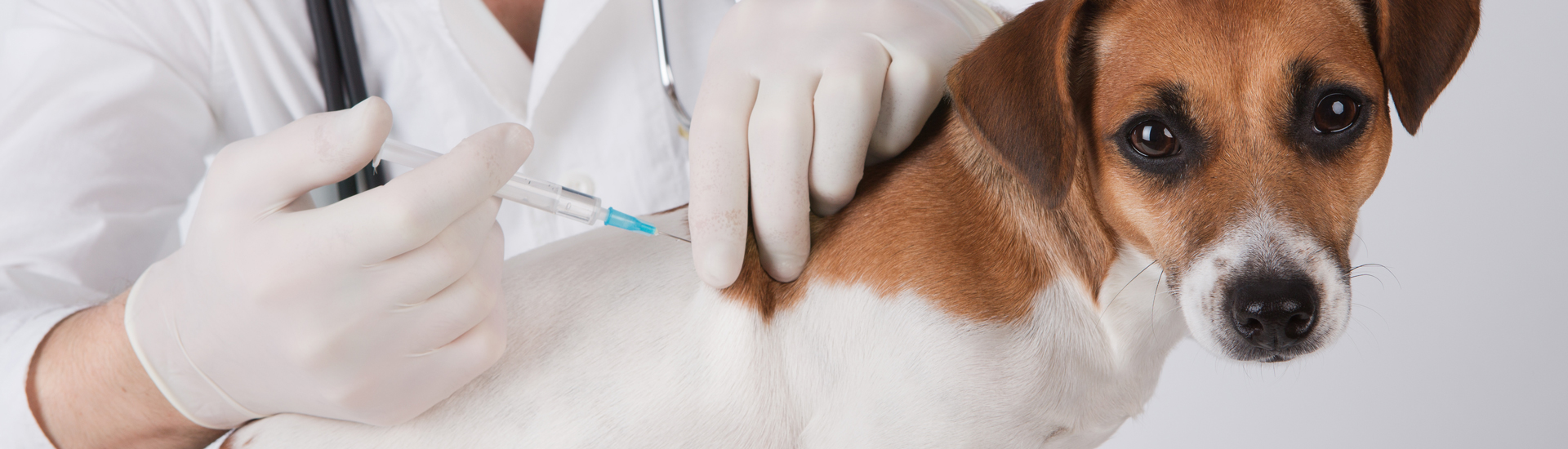 Voor-Huisdierartsenbjtp