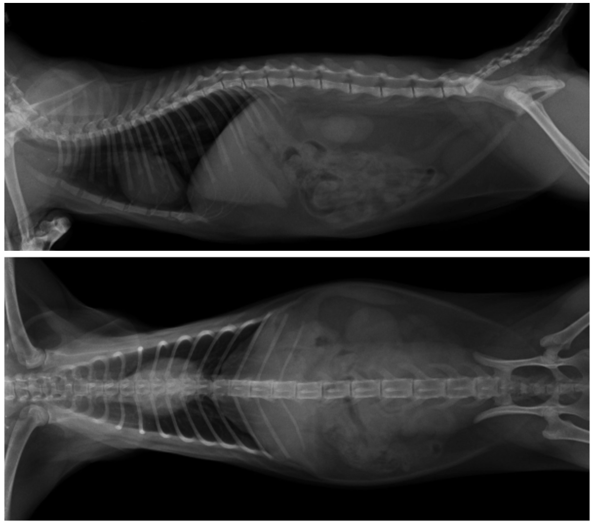 Wervelkolomfracturen bij katten