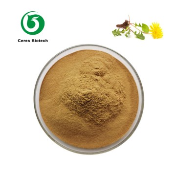 Hot Sales Natural Dandelion Root Extract Powder