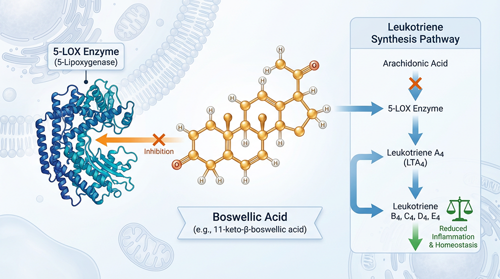 Boswellic Acid Inflammation Pathway