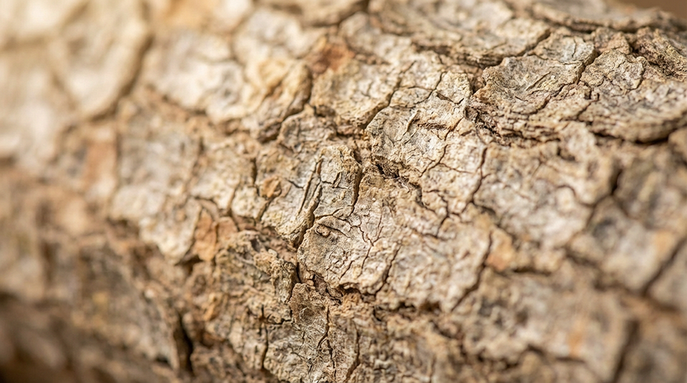 boswellic02