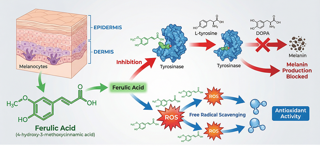Dong Quai Extract Molecular Mechanism Long